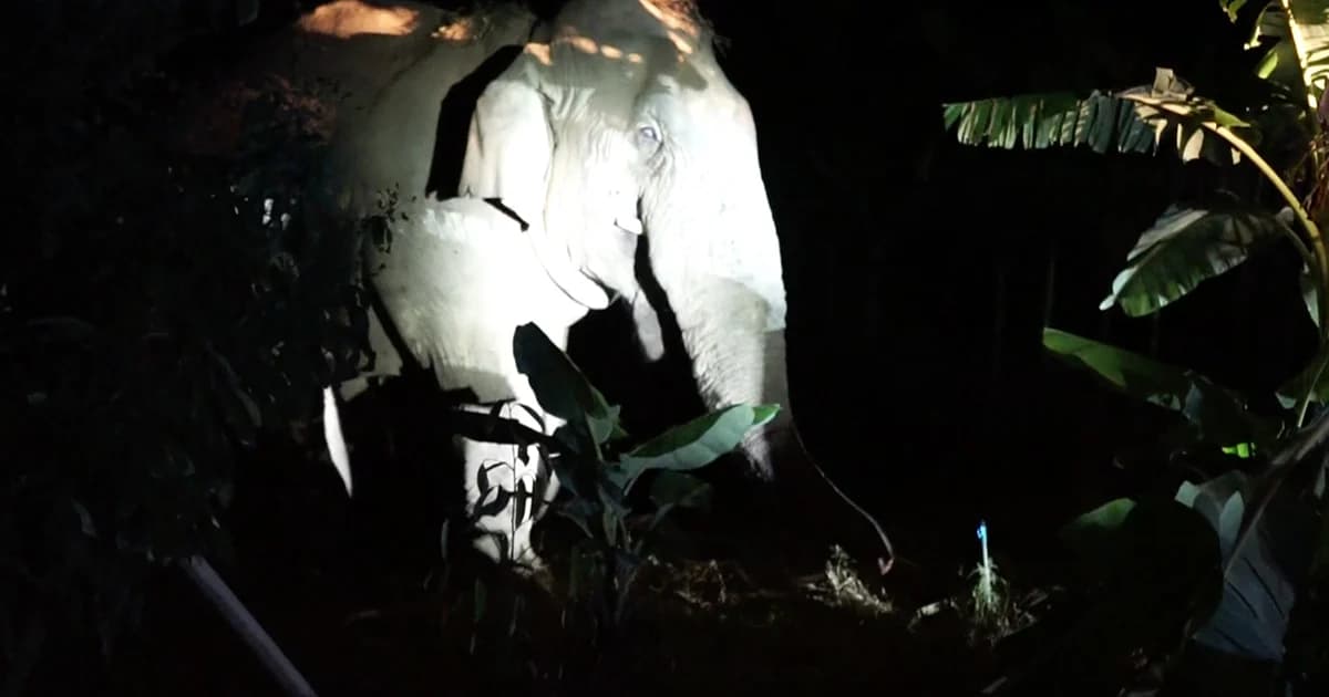 ชาวโป่งน้ำร้อนผวา! “ช้างป่าสีดอแดง” หลังเคยทำร้ายคน กลับเข้าหมู่บ้านอีกครั้ง