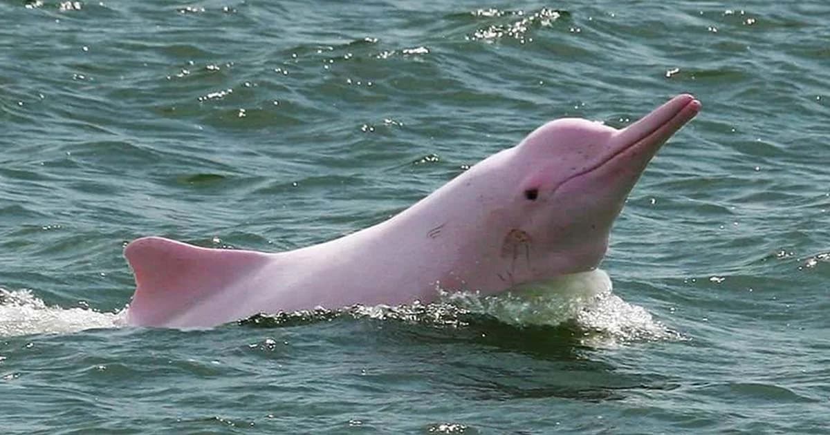 “โลมาสีชมพู” อ.ขนอม นครศรีธรรมราช ว่ายทักทายเรือนักท่องเที่ยวอย่างน่ารัก