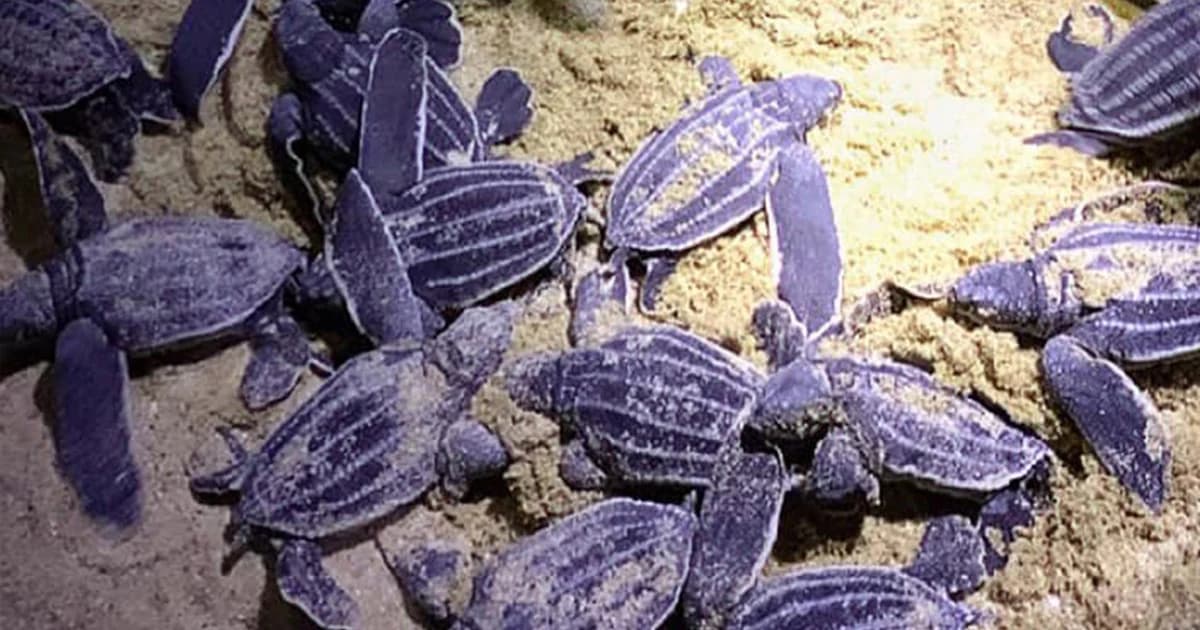 ภาพหาชมยาก “ลูกเต่ามะเฟือง” โผล่พ้นออกจากหลุมทราย เตรียมส่งคืนสู่ทะเล