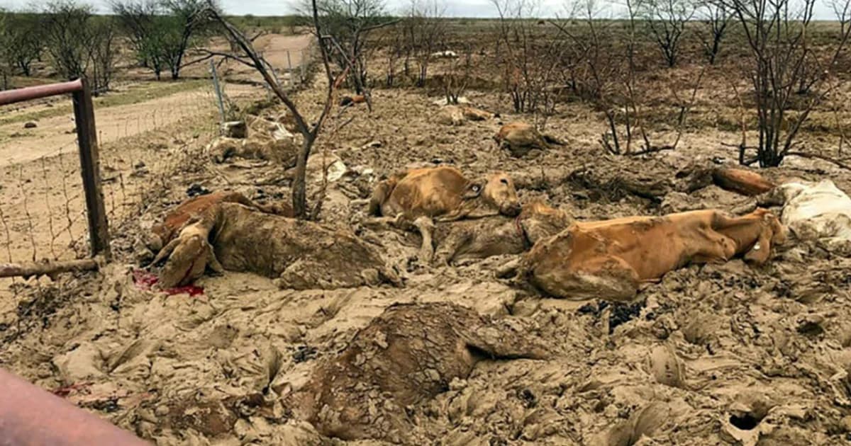 บริษัทปศุสัตว์ได้รับผลกระทบหนัก จากเหตุการณ์น้ำท่วมออสเตรเลีย