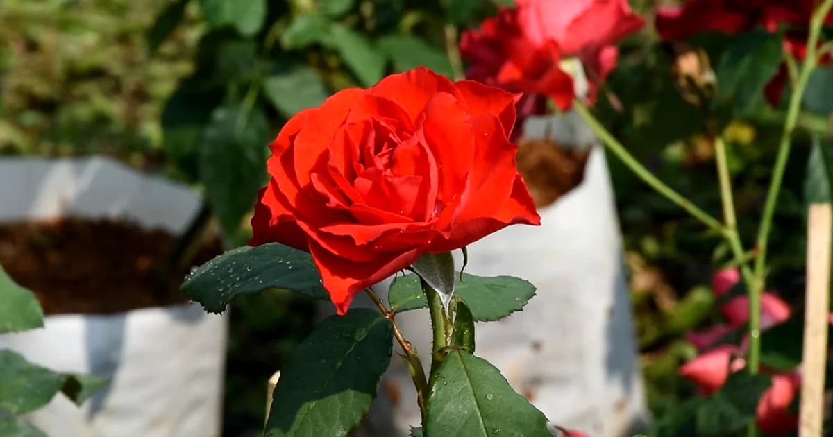 วาเลนไทน์คึกคัก! ร้านพันธุ์ไม้อุตรดิตถ์ สั่งต้นกุหลาบเพิ่ม 3 เท่าตัว