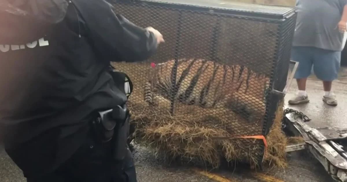 วัยรุ่นใช้บ้านร้างเสพกัญชา แต่เจอเสือโคร่งอยู่ข้างใน