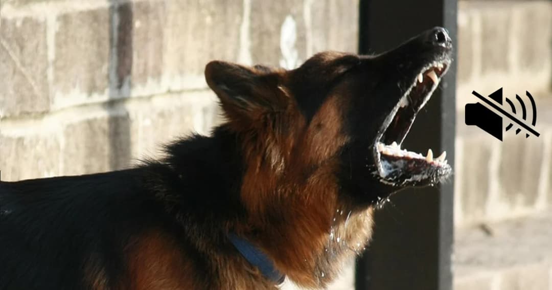 เทศบาลในฝรั่งเศส ออกกฎปรับเจ้าของ หากสุนัขเห่าดังนานเกินไป