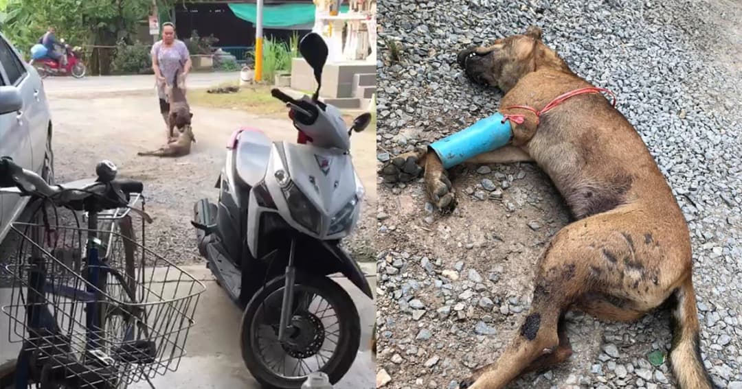 สาวห้ามหมากัดกัน ลากกับพื้นทรมาน สุดท้ายตาย