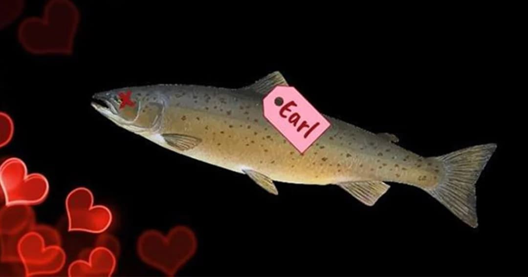 ศูนย์ช่วยเหลือสัตว์ป่า สหรัฐ ชวนนำชื่อแฟนเก่า มาตั้งให้ปลาแซลมอน เพื่อโยนให้หมีกิน