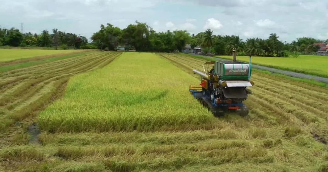 สนช. ยืนยัน “พ.ร.บ.ข้าว” ไม่กระทบเมล็ดพันธุ์ชาวนา-ก.เกษตรฯ ส่งตัวแทนหารือก่อนลงมติ