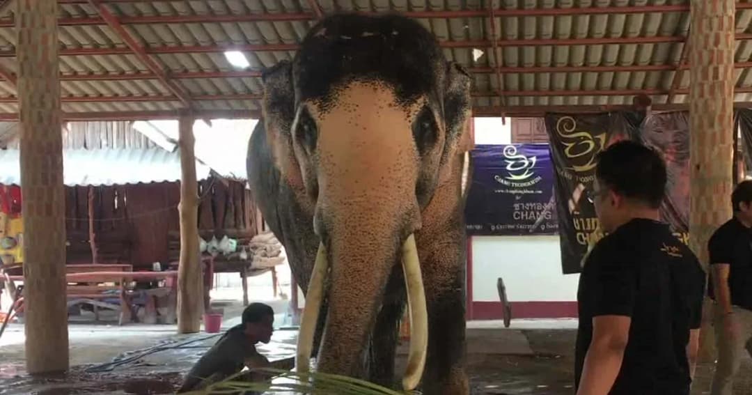 มหาสารคาม ตรวจ “พลายเอกชัย” พิสูจน์ลักษณะคชลักษณ์พิเศษ