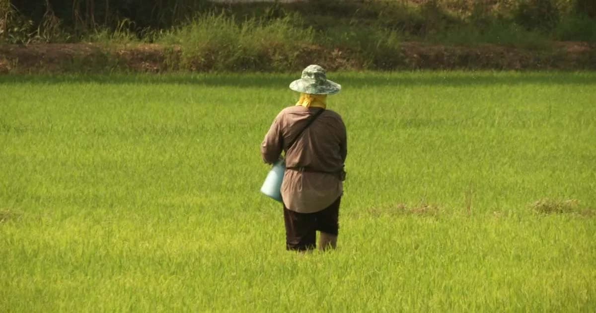 รัฐเคลียร์ ‘ร่างพ.ร.บ. ข้าว’ ไม่ทำร้ายชาวนา-ขายพันธุ์ข้าวหอมจัสมิน 85 ได้แต่ห้ามโฆษณา