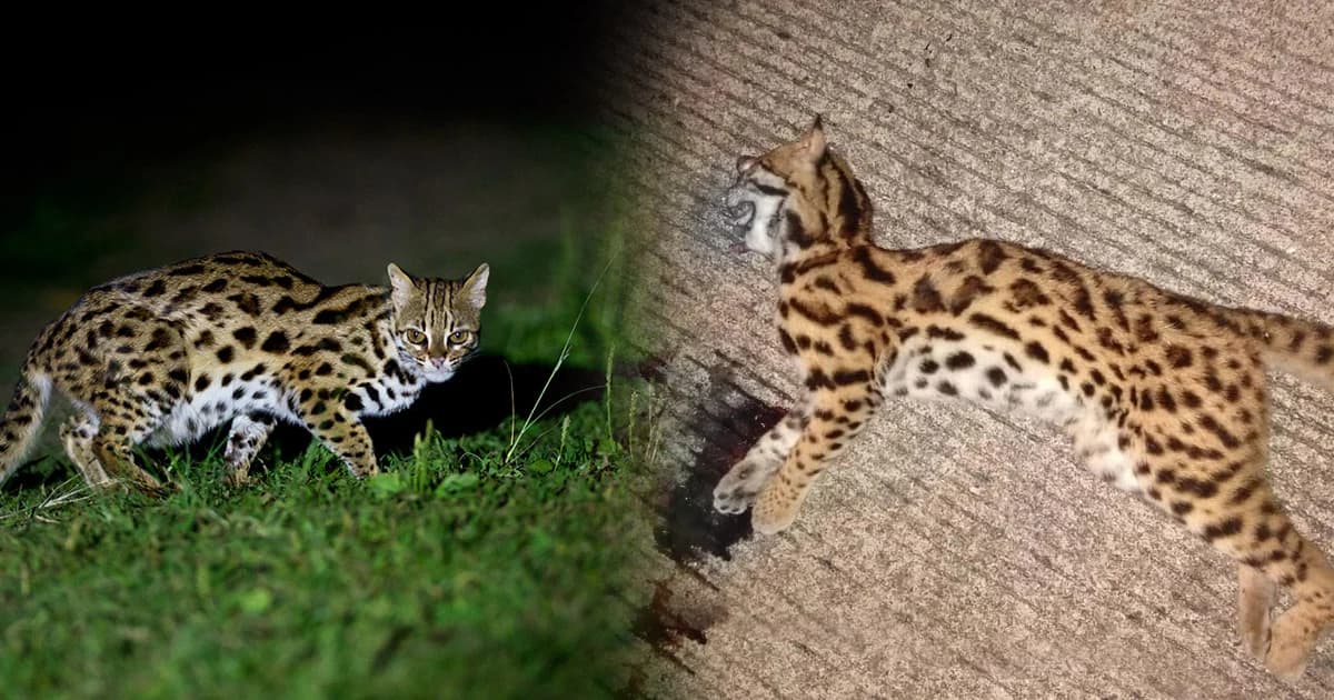 สูญเสีย! ‘แมวดาว’ ถูกรถชนตายกลางป่าอุทยานฯ วอนผู้ใช้ถนนขับรถด้วยความระวัง