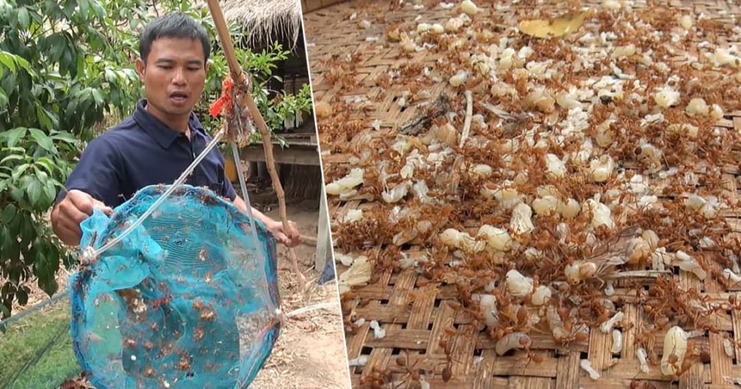 อาชีพสร้างเงิน ! ชาวบ้าน อ.กันทรวิชัย เลี้ยงมดแดงขายไข่ รายได้เดือนละ 2 หมื่นบาท