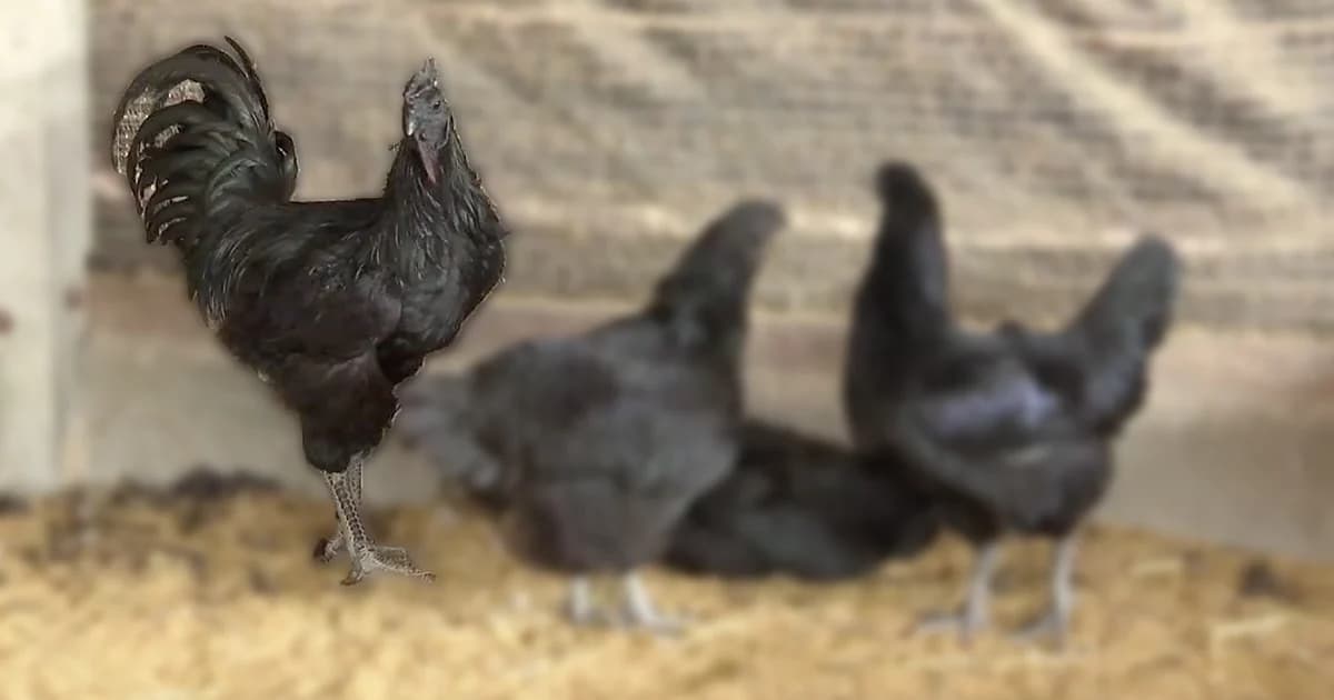 ทำความรู้จัก! “ไก่ดำภูพาน” สัตว์เศรษฐกิจในอนาคต