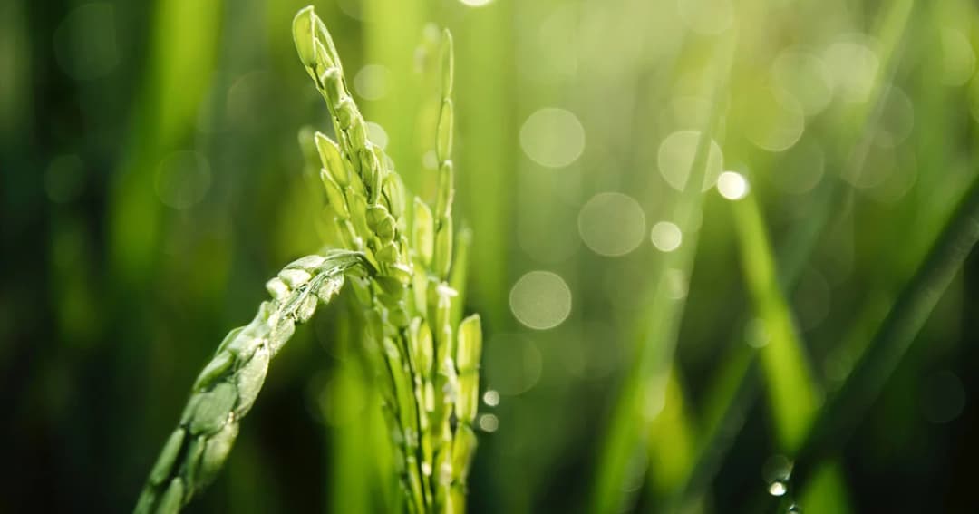 รัฐบาลไขข้อเท็จจริง ร่าง พ.ร.บ.ข้าว ย้ำชาวนาสามารถซื้อขายแลกเปลี่ยนได้อย่างอิสระ