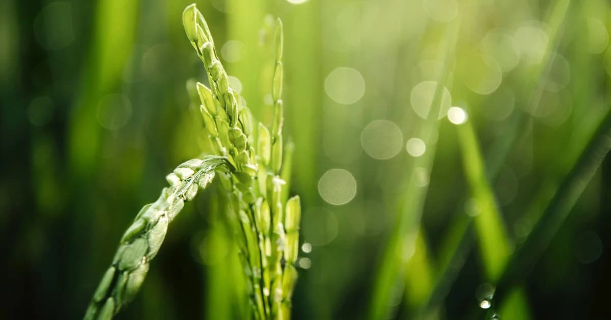 รัฐบาลไขข้อเท็จจริง ร่าง พ.ร.บ.ข้าว ย้ำชาวนาสามารถซื้อขายแลกเปลี่ยนได้อย่างอิสระ