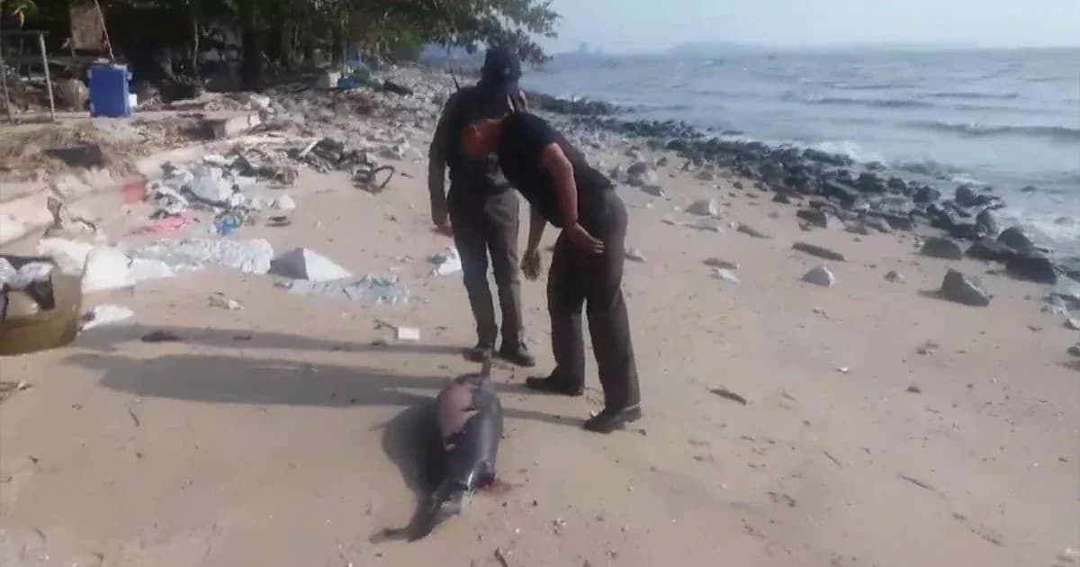 พบปลาโลมาหัวบาตร ตายเป็นตัวที่ 2 ในสัปดาห์นี้