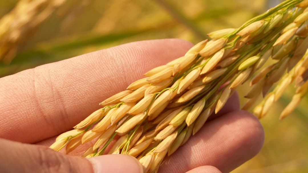 ทีดีอาร์ไอชี้ ร่าง พ.ร.บ.ข้าว ยังมีจุดอ่อน ไม่ส่งเสริมชาวนาอย่างยั่งยืน