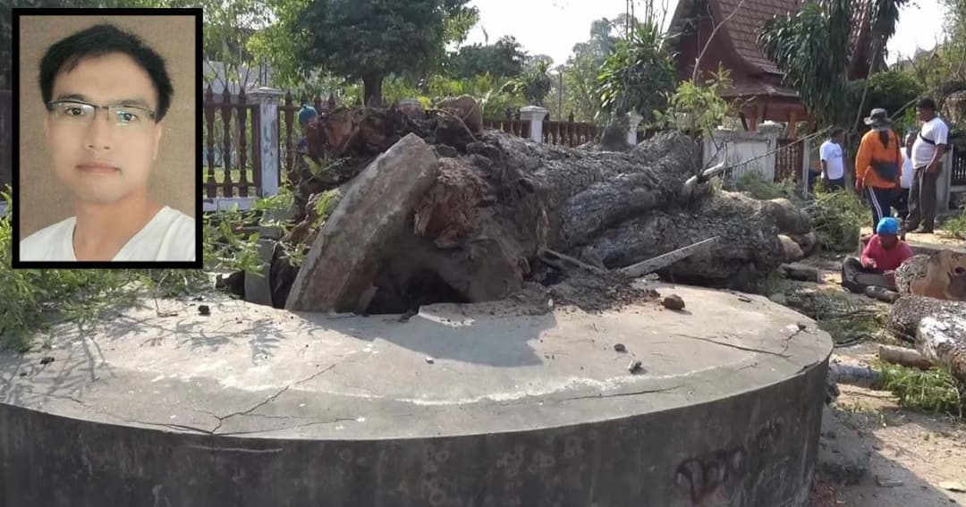 ตัดต้นมะขาม 300 ปีหลังล้มทับปลัดหนุ่มวัย 33 ปีดับ