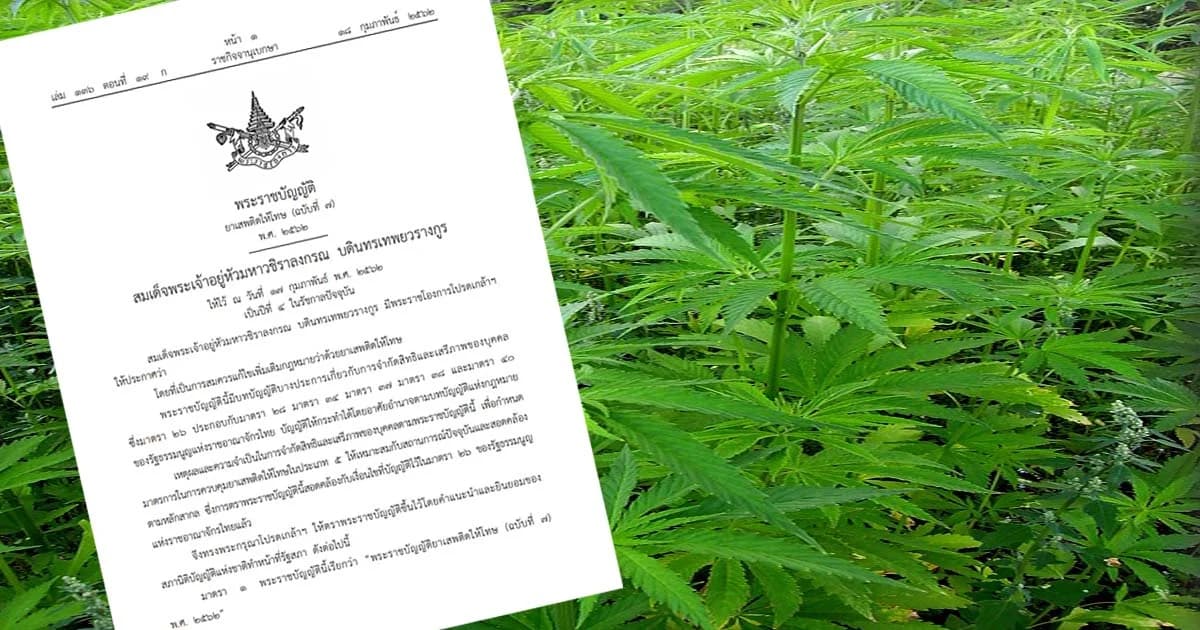 มีผลแล้ว! ประกาศ “กัญชา-กระท่อม” ใช้ทางการแพทย์เท่านั้น