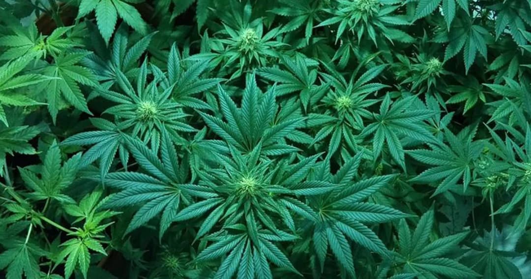 อย.เตรียมออกกฎหมายลูก พ.ร.บ.ยาเสพติด ชี้ ผู้ครอบครองกัญชาก่อนประกาศบังคับใช้ไม่มีความผิดหากรายงาน