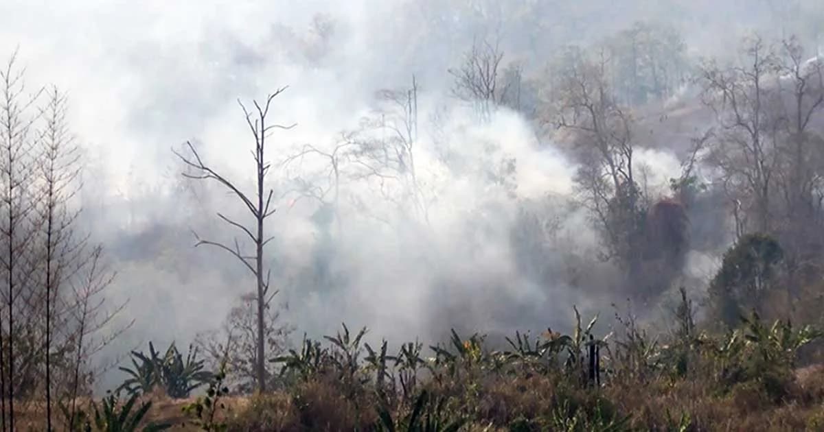 กรมป่าไม้เตือน ! ใครเผาป่าคุกสูงสุด 20 ปี ปรับสูงสุด 2 ล้านบาท