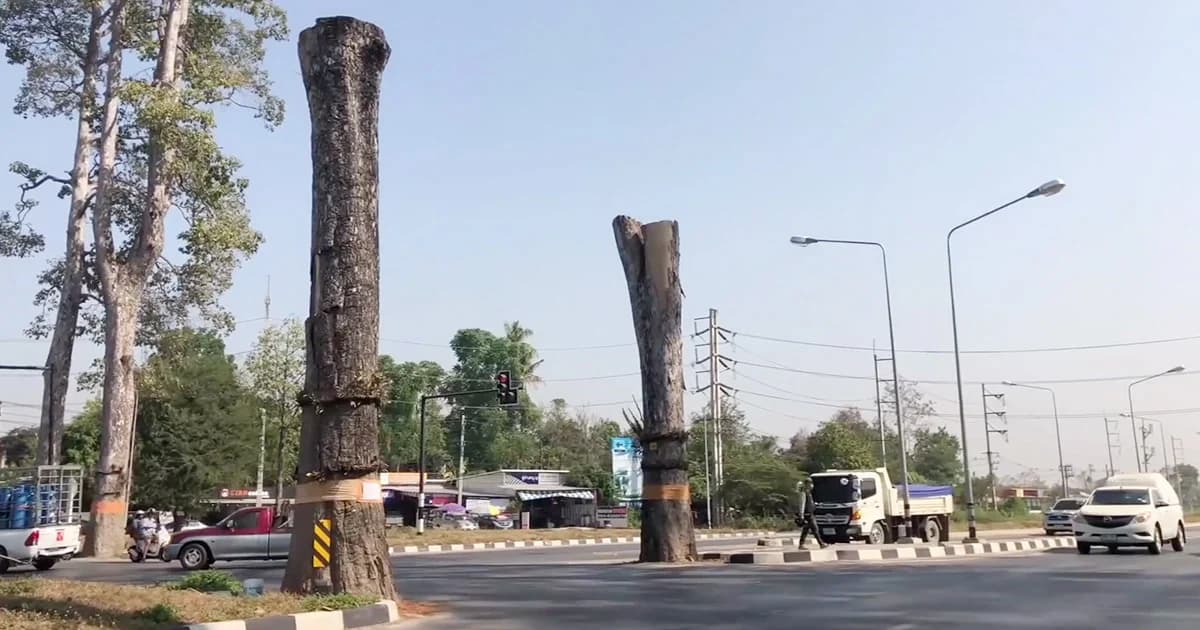 อบจ.เชียงใหม่ ยืนยันจำเป็นต้องตัดต้นยางนา เหตุลำต้นผุ-เสี่ยงหักโค่น