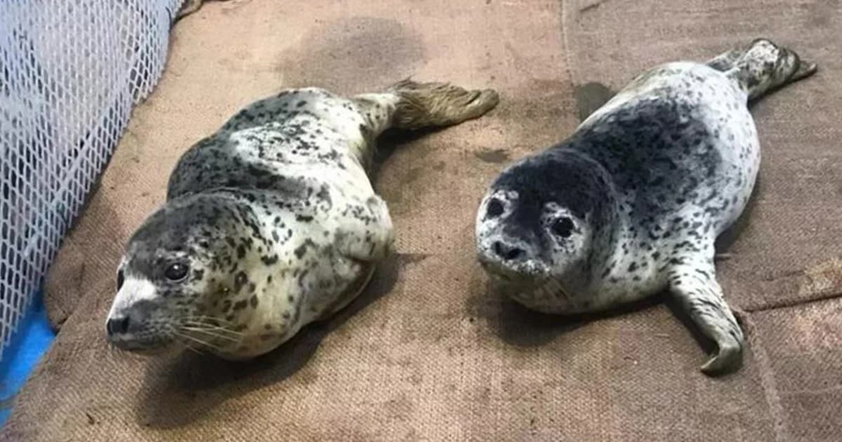 พบลูกแมวน้ำกว่า 100 ตัว ถูกขังที่ฟาร์มไก่ตายนับสิบ