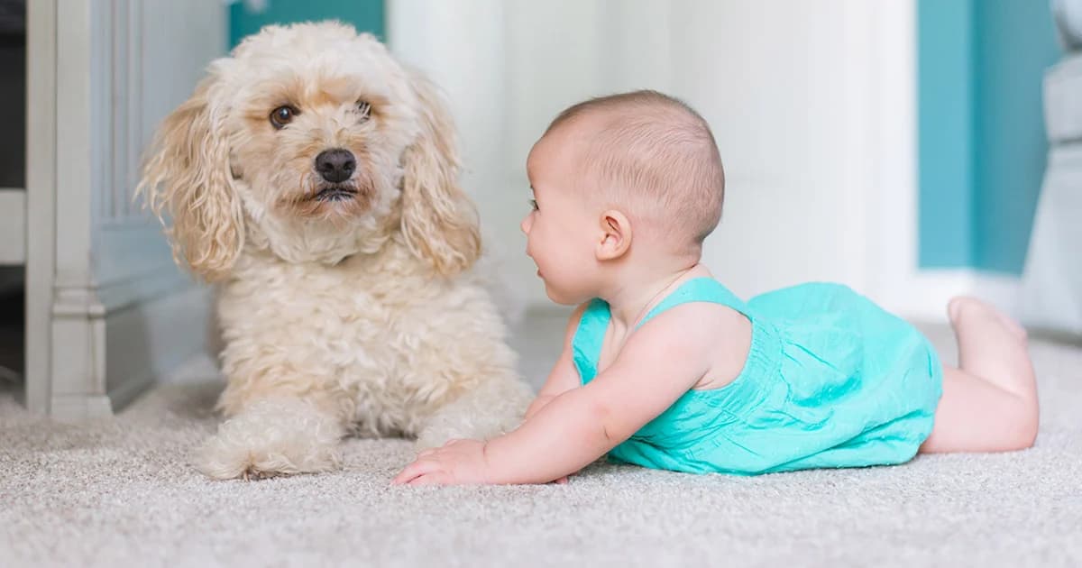 อย่าปล่อยให้เด็กเล็กอยู่ตามลำพัง เสี่ยงถูกสุนัข-แมวจรจัด กัดหรือข่วนได้