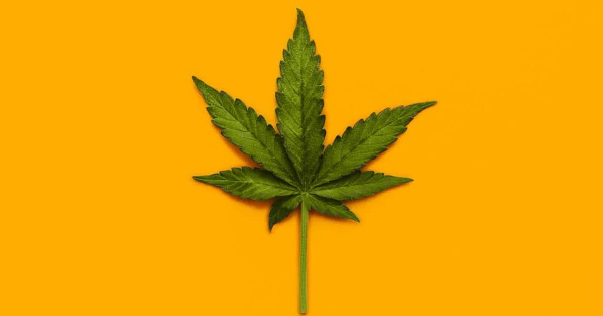 คกก.ไฟเขียวกฎหมายนริโทษผู้ครอบครองกัญชา คาดประกาศใช้สัปดาห์หน้า