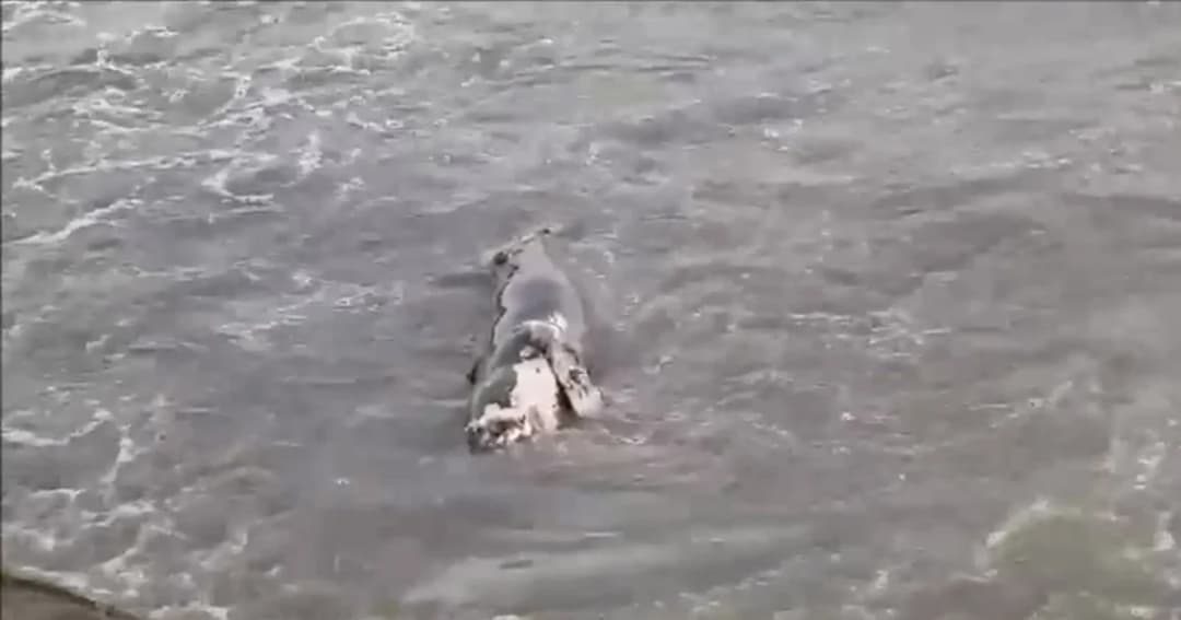 พบโลมาน้อยขึ้นอืดเกยหาดประจวบ