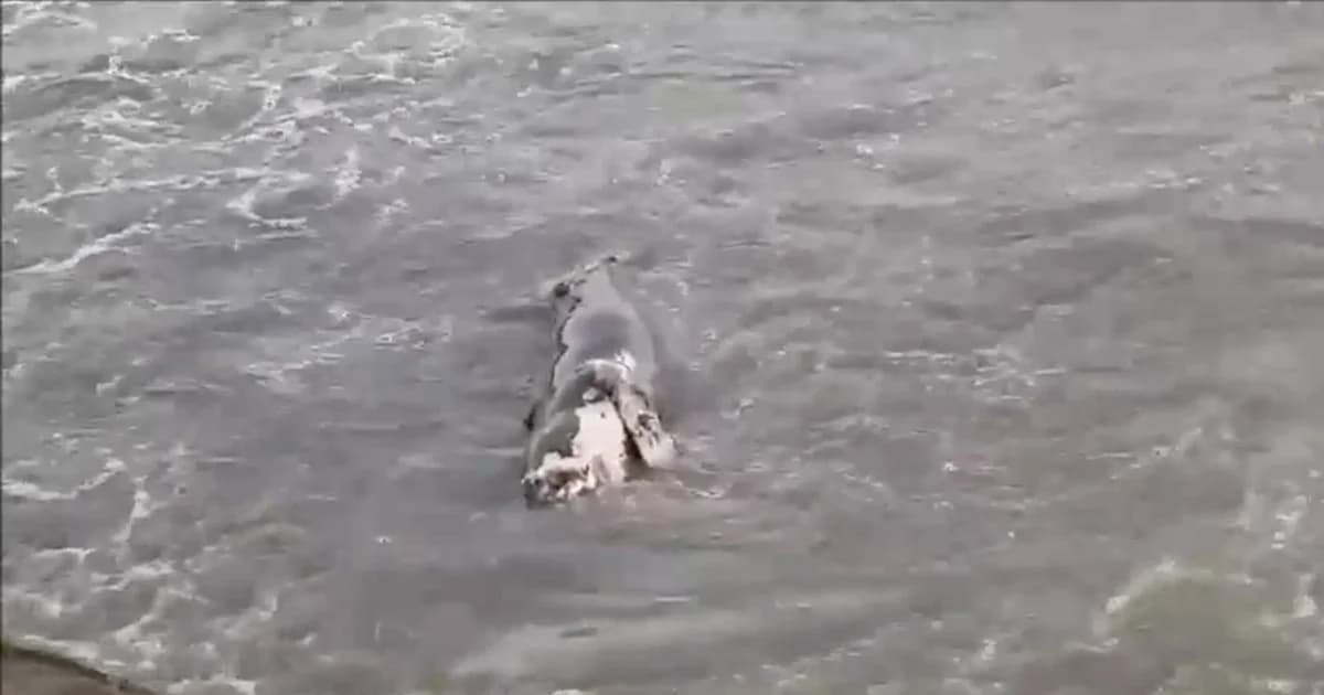 พบโลมาน้อยขึ้นอืดเกยหาดประจวบ