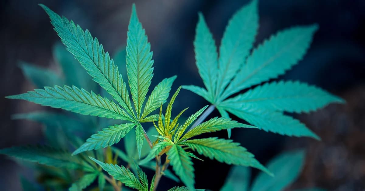 สงวนสิทธิ์เฉพาะคนไทย ผลิต-นำเข้า-จำหน่าย กัญชาได้