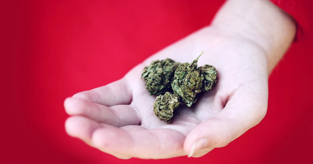 อย. เปิดสายด่วนตอบทุกคำถามเกี่ยวกับกัญชา 24 ชม.