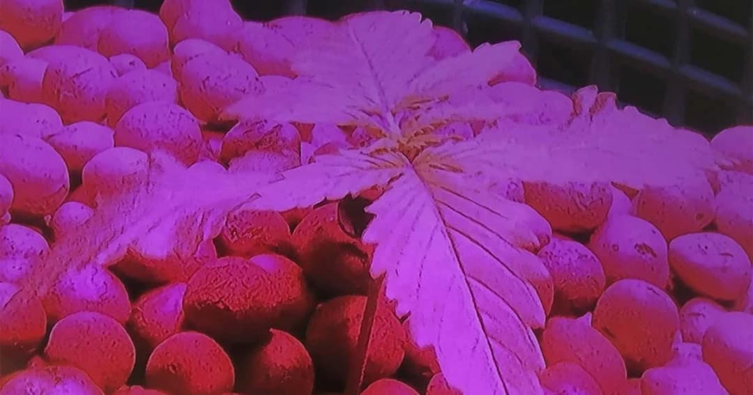 องค์การเภสัชกรรมปลูกกัญชานำร่อง-จะส่งออกต้องมุ่งเกรดการแพทย์