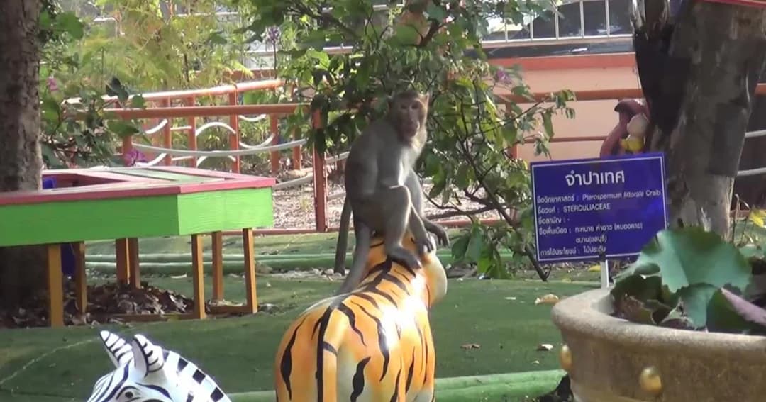 ลิงมีเจ้าของหลุดเข้า รร. ครูหวั่นทำร้ายเด็ก แจ้งจนท.ช่วยจับ