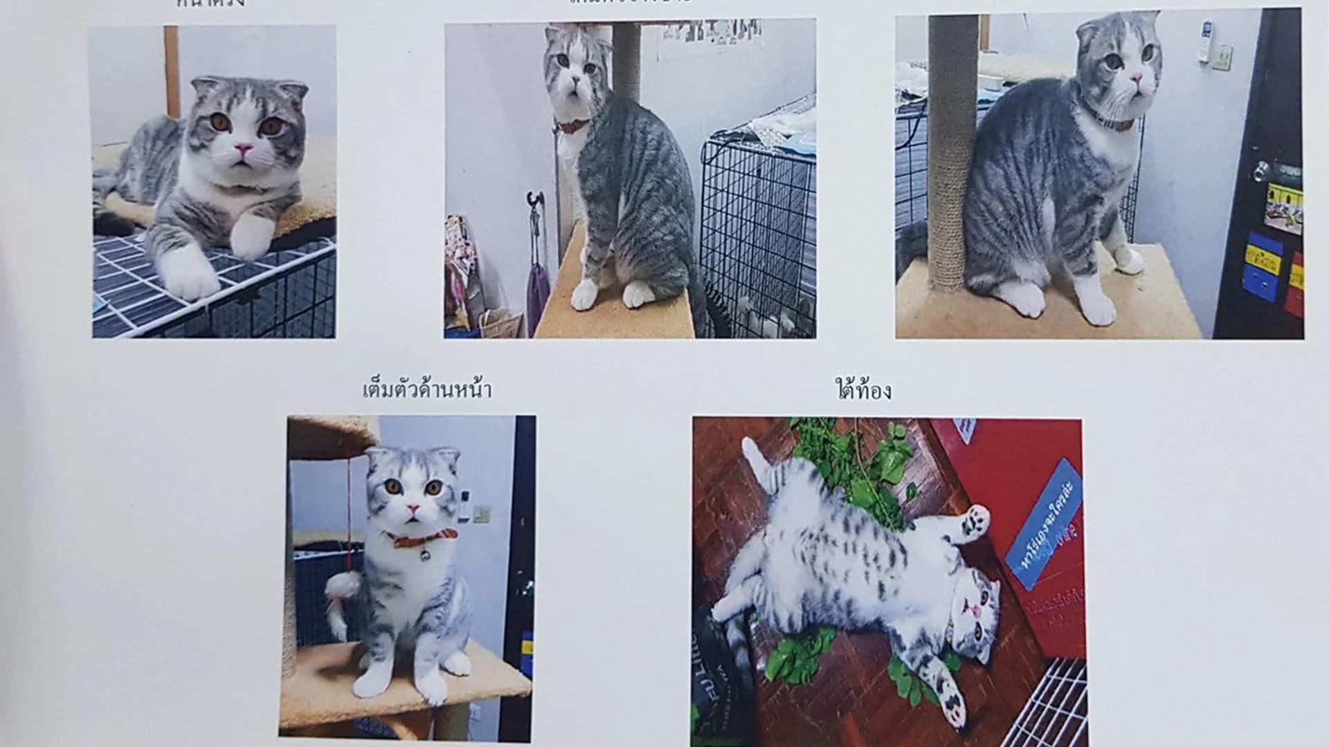 ชาวเน็ตแห่ทวีตความน่ารักแมวน้อย หลังถูกจับถ่ายรูปทำประกันสัตว์เลี้ยง