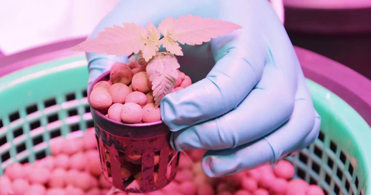 สธ.ย้ำกัญชาทางการแพทย์ ไม่ได้เอื้อนายทุนต่างชาติ