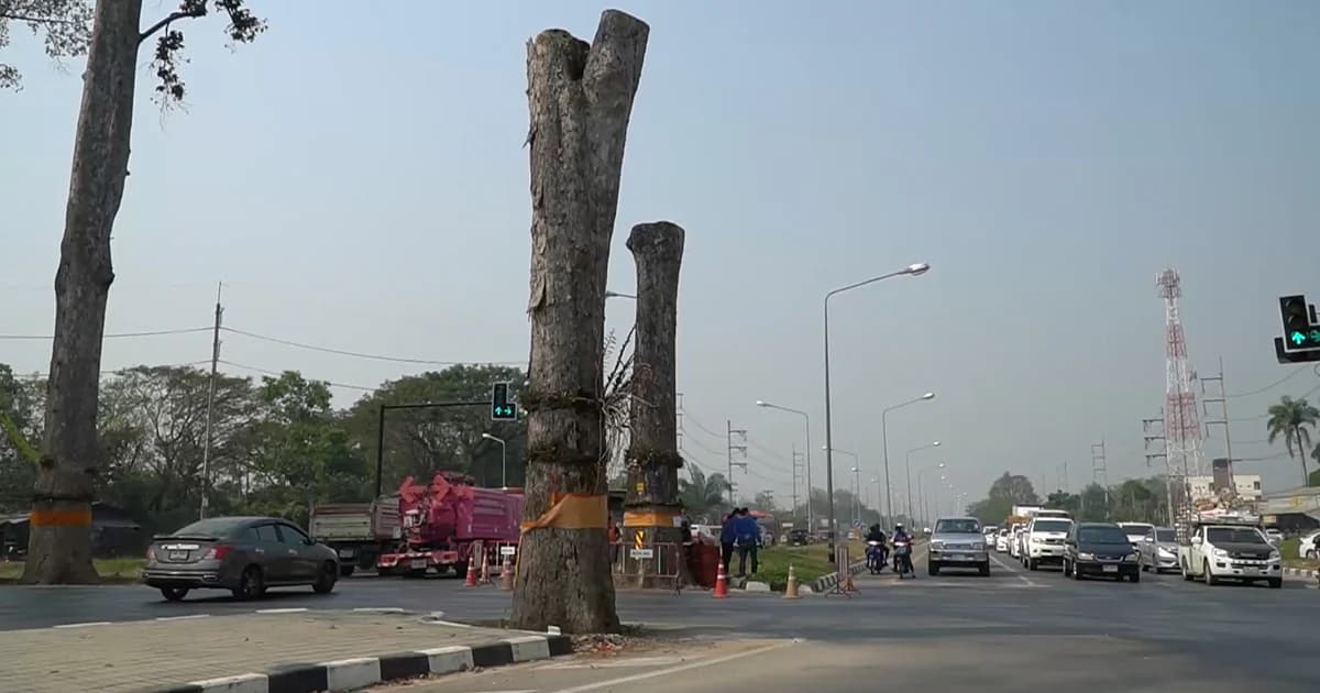 หมอต้นไม้เร่งยื้อชีวิตต้นยางนาเชียงใหม่ เสี่ยงยืนต้นตาย หลังถูกตัดยอด