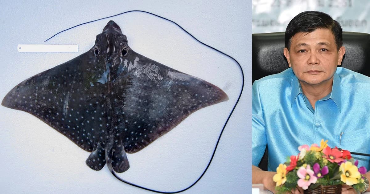 กรมประมงชี้แจงจับ “กระเบนนก” ทำอาหารไม่ผิด แต่มีน้อยควรอนุรักษ์