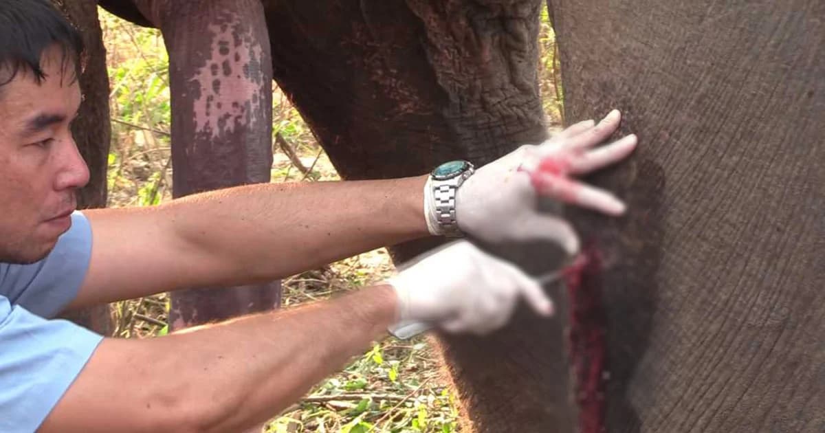 สัตวแพทย์เร่งผ่าตัดช่วยชีวิตเจ้าสมโชค ช้างเลี้ยงถูกยิง 2 จุด