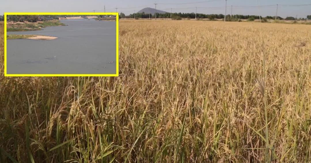 ชลประทานเตือนชาวนางดทำนาปรัง น้ำไม่พอเสี่ยงเสียหายหนัก