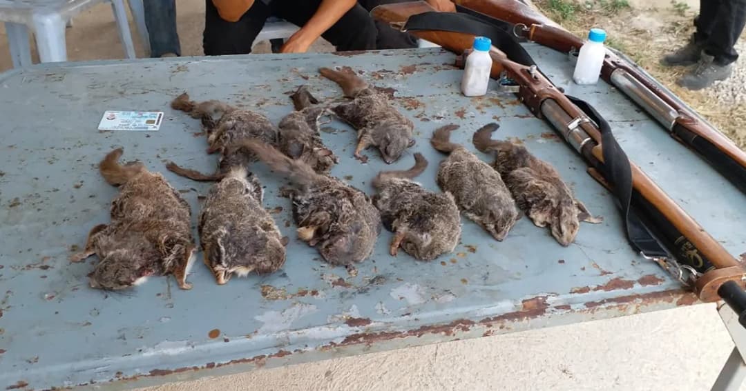 4 พรานเข้าป่าล่ากระรอก จ่อโทษหนักคุก 5 ปี