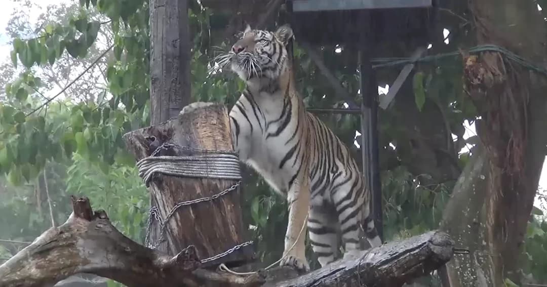 สวนสัตว์สงขลาทำฝนเทียมให้เสือ-สิงโต คลายเครียดช่วงฤดูร้อน