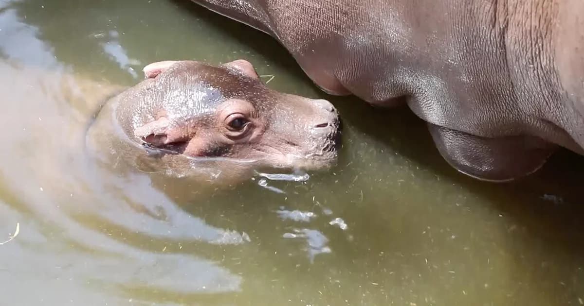 สุดน่ารัก! สวนสัตว์เชียงใหม่เปิดตัวฮิปโปน้อยแรกเกิด ยังไม่รู้เพศ