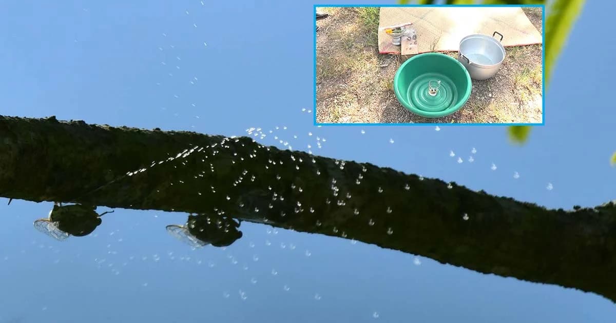 ฝนจากต้นไม้ที่แท้คือฉี่จั๊กจั่น เตือนชาวบ้านอย่าดื่มกิน