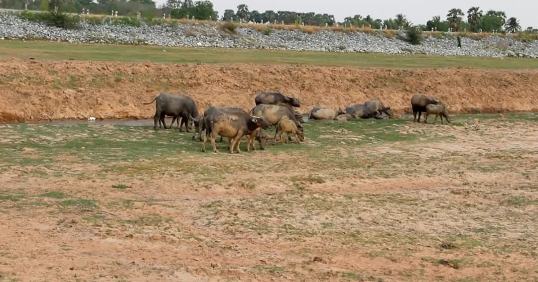 โคราชแล้งหนัก! อ่างเก็บน้ำห้วยตะคร้อ เหลือน้ำเพียง 1.1 %