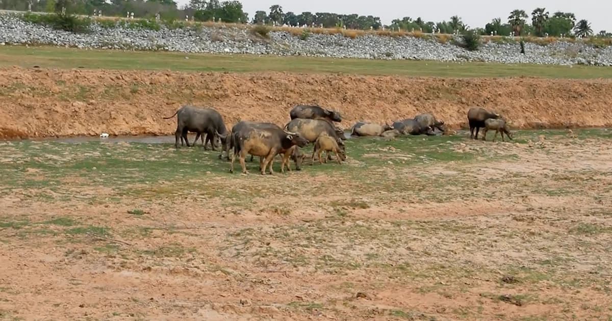 โคราชแล้งหนัก! อ่างเก็บน้ำห้วยตะคร้อ เหลือน้ำเพียง 1.1 %