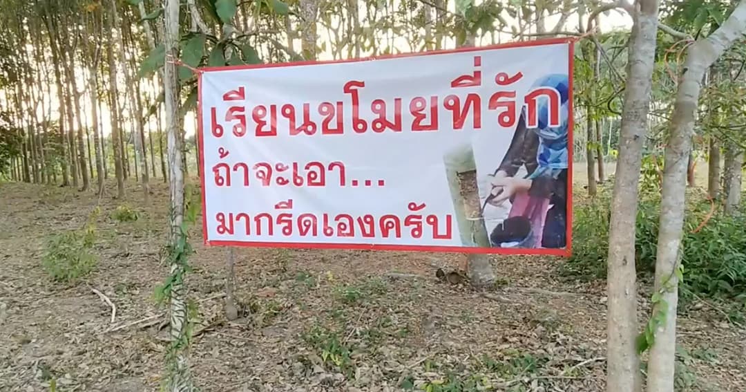 ชาวสวนยางเมืองจันท์ ติดป้ายประชดโจร หลังถูกย่องขโมยเศษยางพาราบ่อย