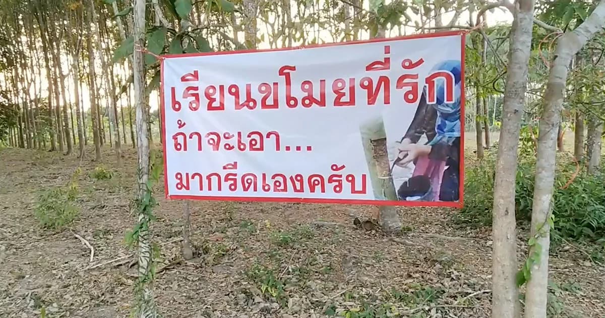 ชาวสวนยางเมืองจันท์ ติดป้ายประชดโจร หลังถูกย่องขโมยเศษยางพาราบ่อย