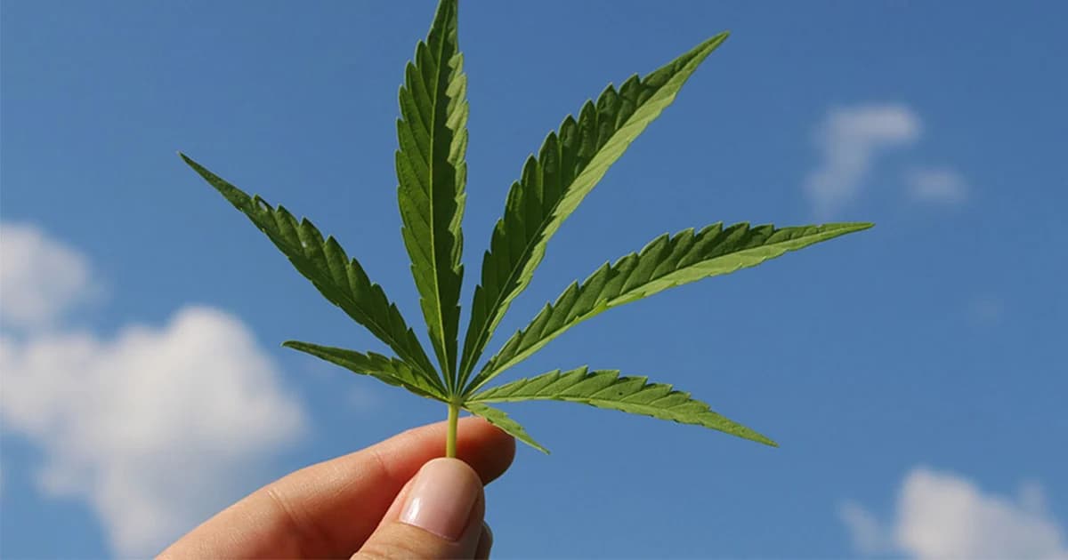 เตรียมประกาศใช้ร่าง กม.ลูก 3 ฉบับ ! หมอพื้นบ้าน ใช้กัญชารักษาโรคได้