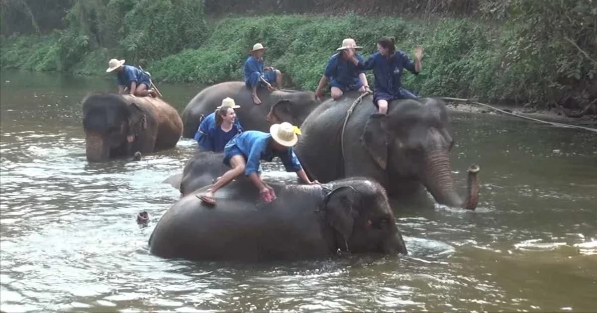 สัตวแพทย์เตือน ! หน้าแล้งระวังช้างล้มตายจากลมแดด แนะให้เล่นน้ำนานกว่าปกติ