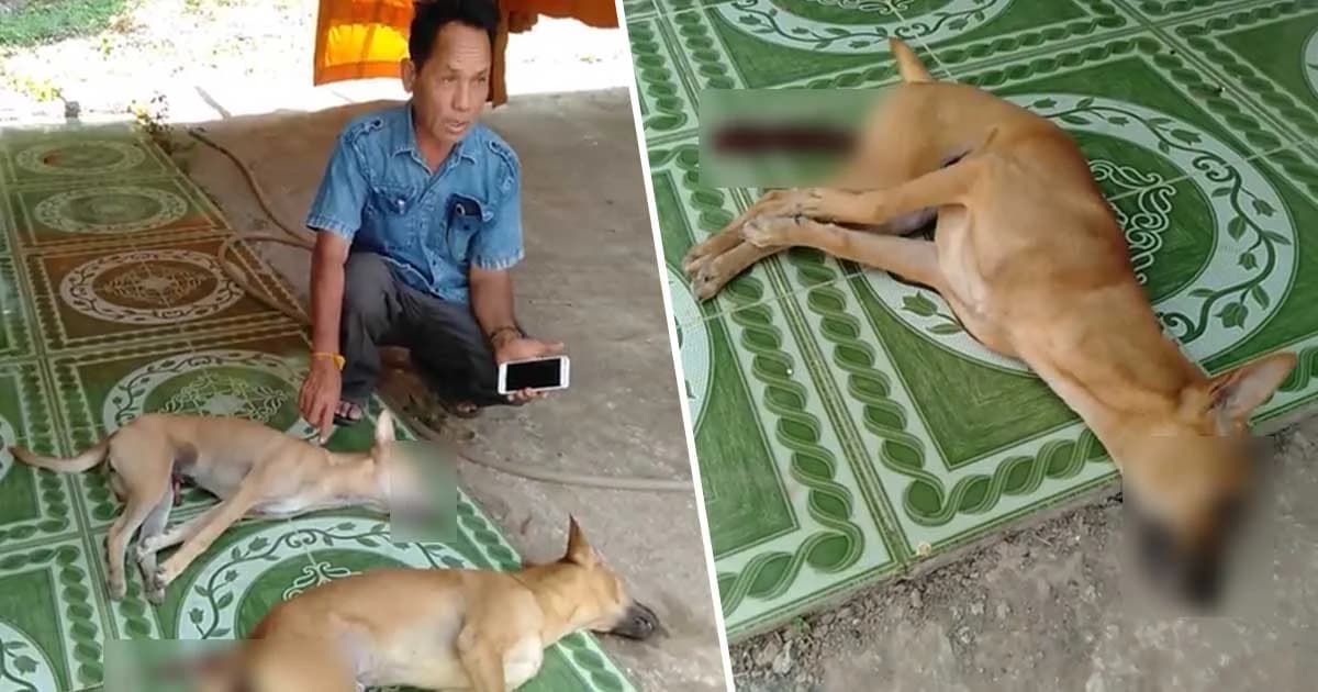 โจรใจเหี้ยม ! ลอบวางยาเบื่อสุนัข 7 ตัว กำจัดเสียงเห่าย่องตัดไม้พะยูงในวัด